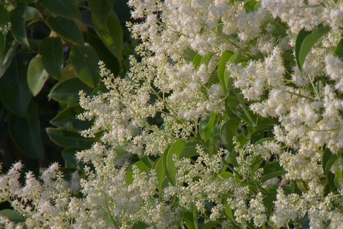 1/200s f/6.3 ISO100
